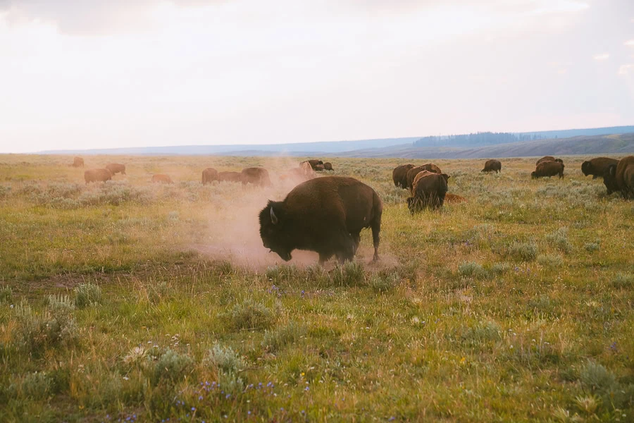 Yellowstone Itinerary