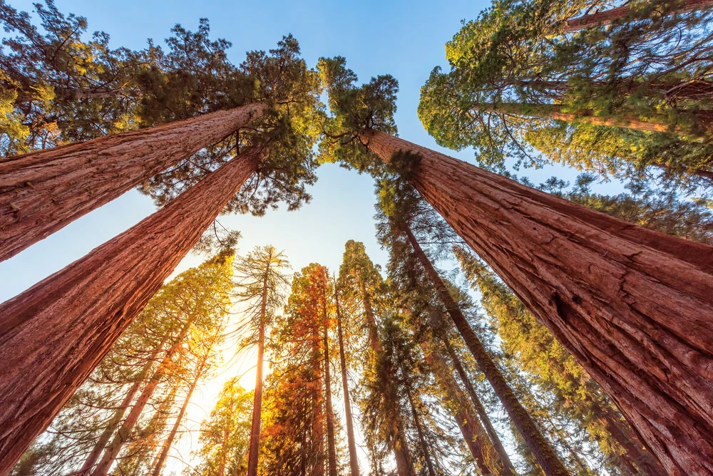 Sequoia National Park Itinerary