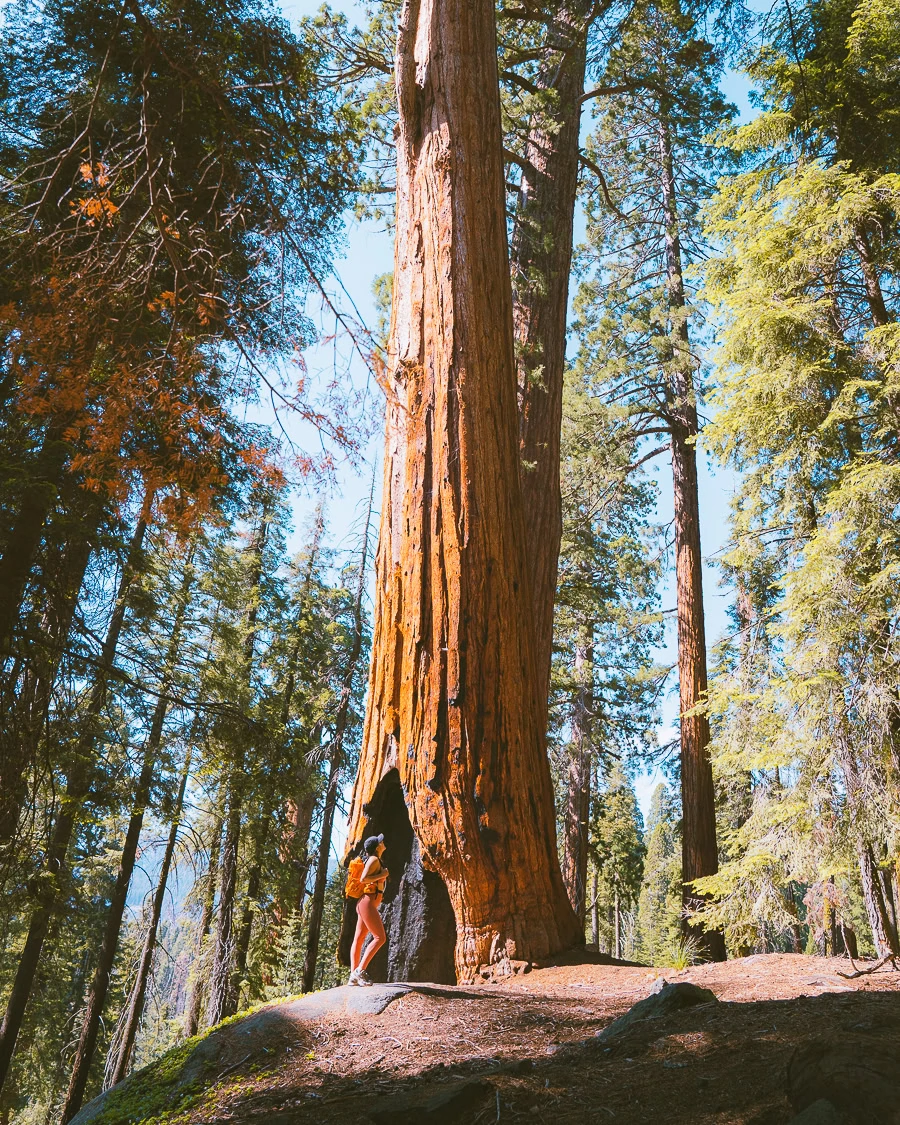 Sequoia National Park Itinerary