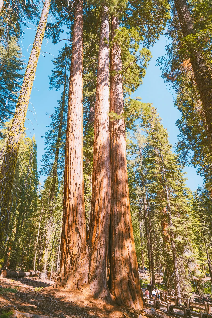 Sequoia National Park Itinerary