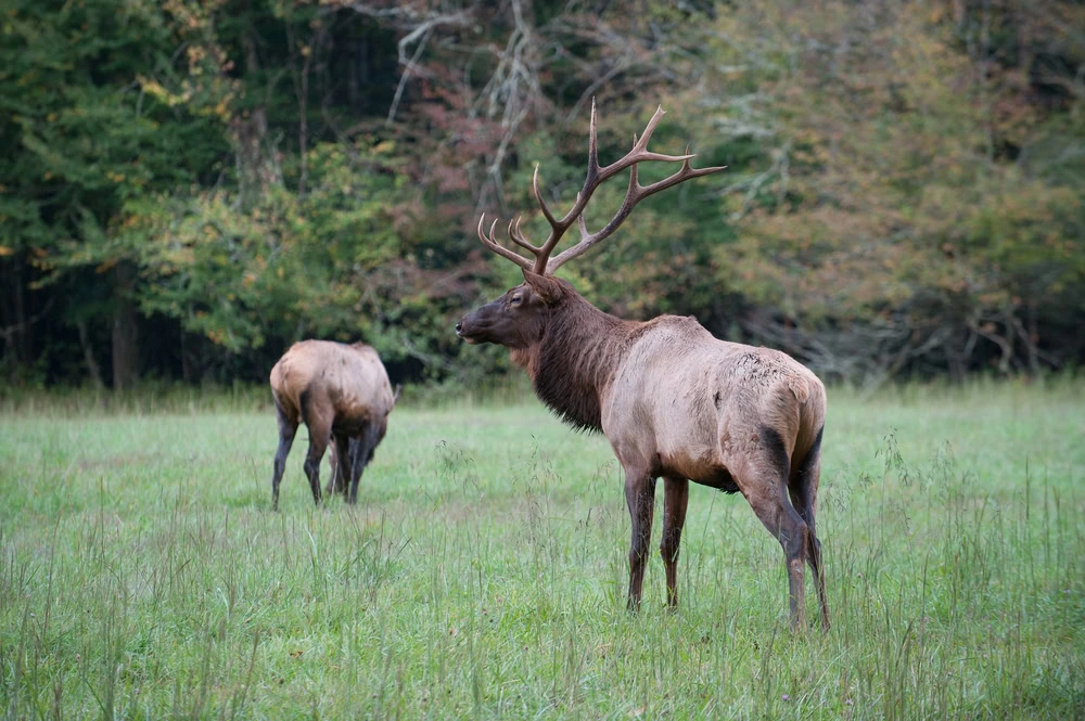 Great Smoky Mountains Itinerary