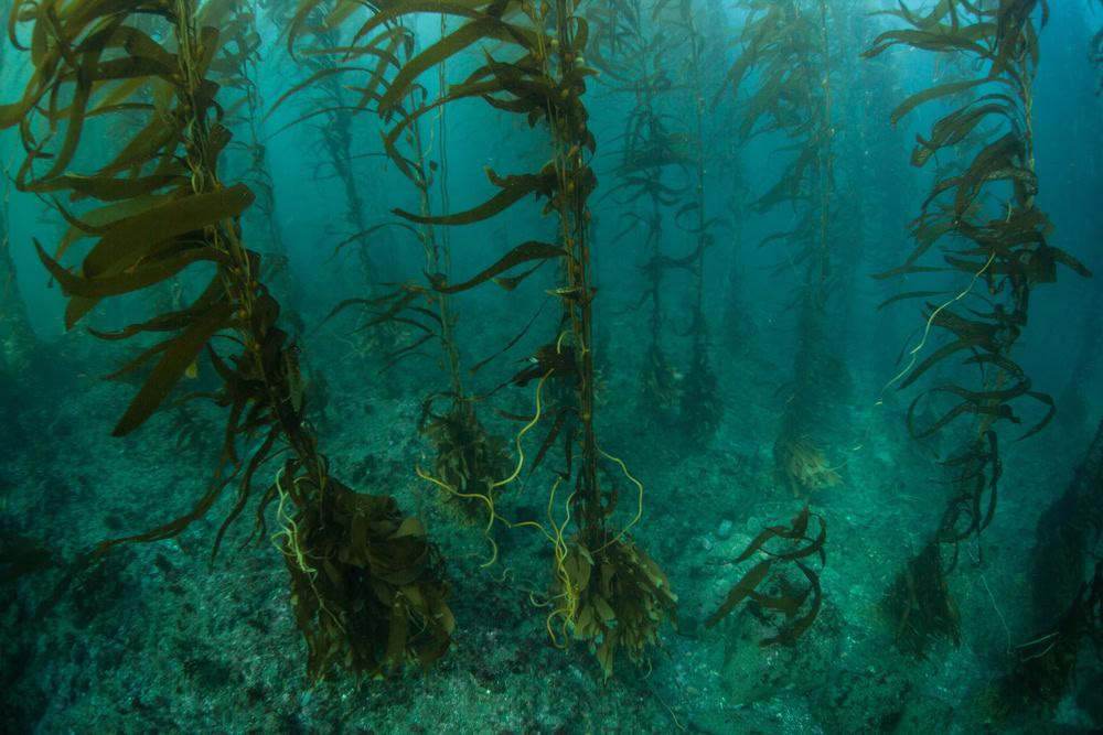 Things to Do in Channel Islands