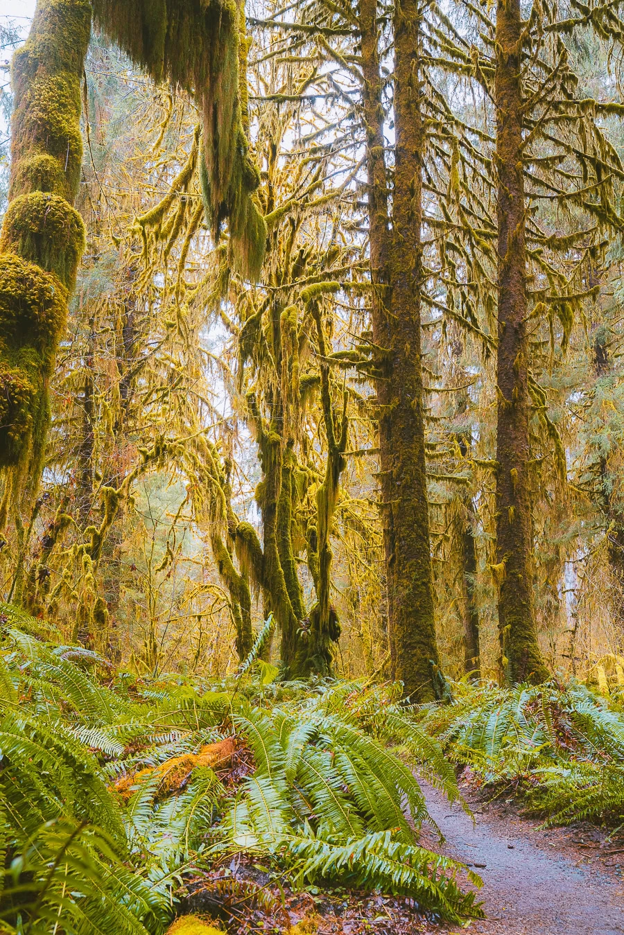 hiking in the hoh rainforest